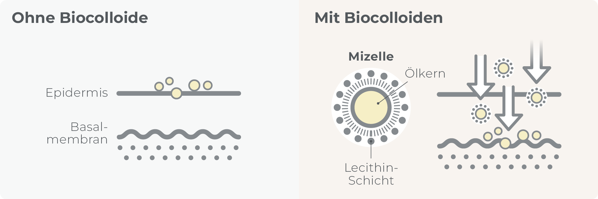 Illu_Biocolloide_belixos_Text